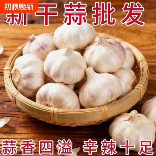 今年新干蒜串蒜大蒜头紫皮蒜金乡大蒜多瓣蒜原产地直发可生食批发