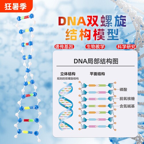 可普DNA双螺旋结构模型组件