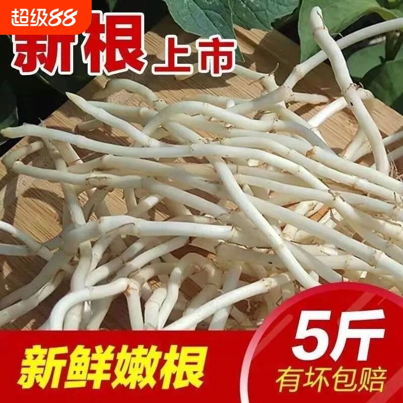 现挖新鲜鱼腥草根折耳根野生节节根洗净发货农家自种凉拌泡茶均可