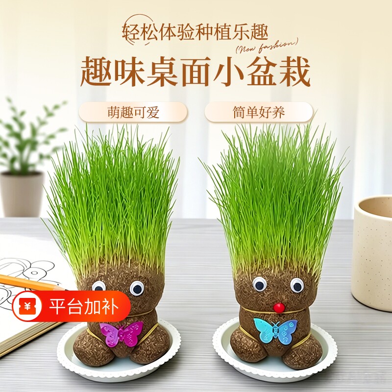 长草娃娃小盆栽幼儿园草头娃娃室内好养绿植猫草植物礼物儿童水培