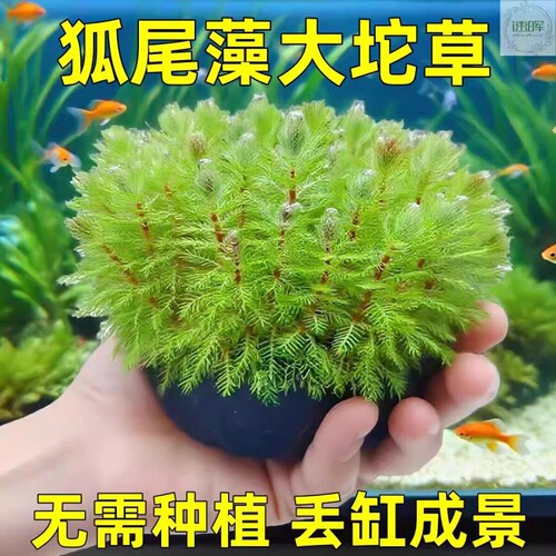 鱼缸专用 水草造景 狐尾藻 净水 沽草 懒好养活 后景草 淡水坨草