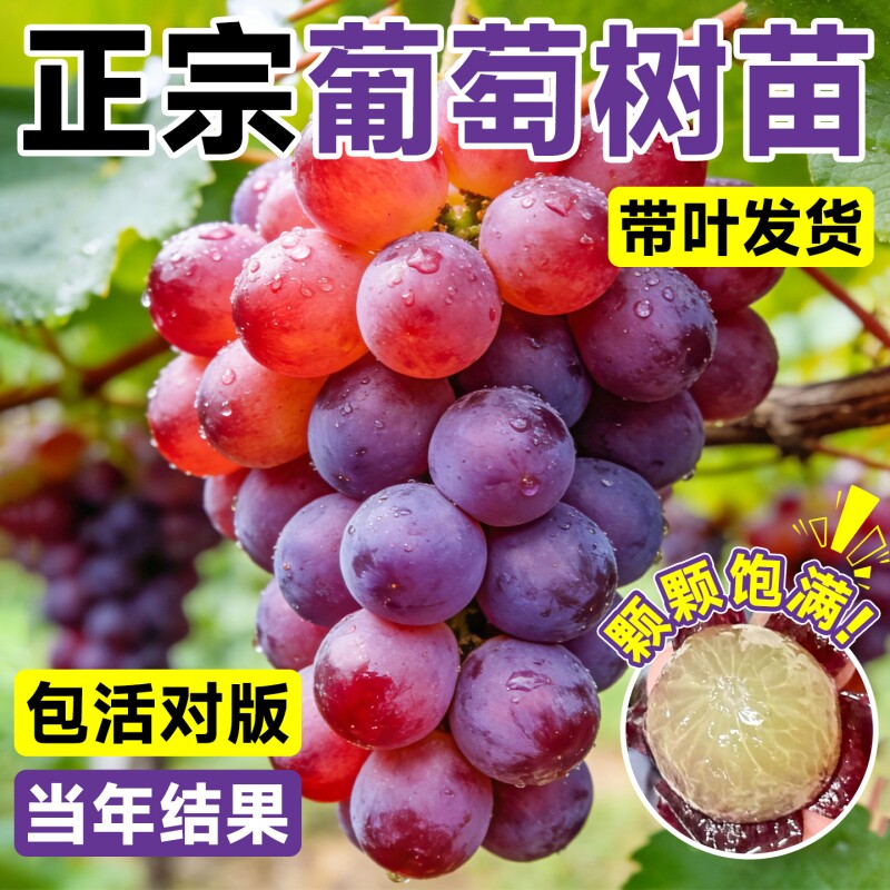 巨峰葡萄树苗阳光玫瑰大苗盆栽果树果苗四季种植院爬藤耐寒皇后