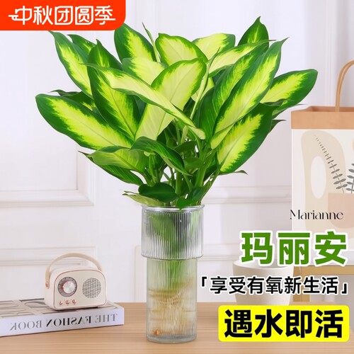 玛丽安水培植物盆栽万年青绿植室内好养富贵竹客厅花卉除甲醛桌面