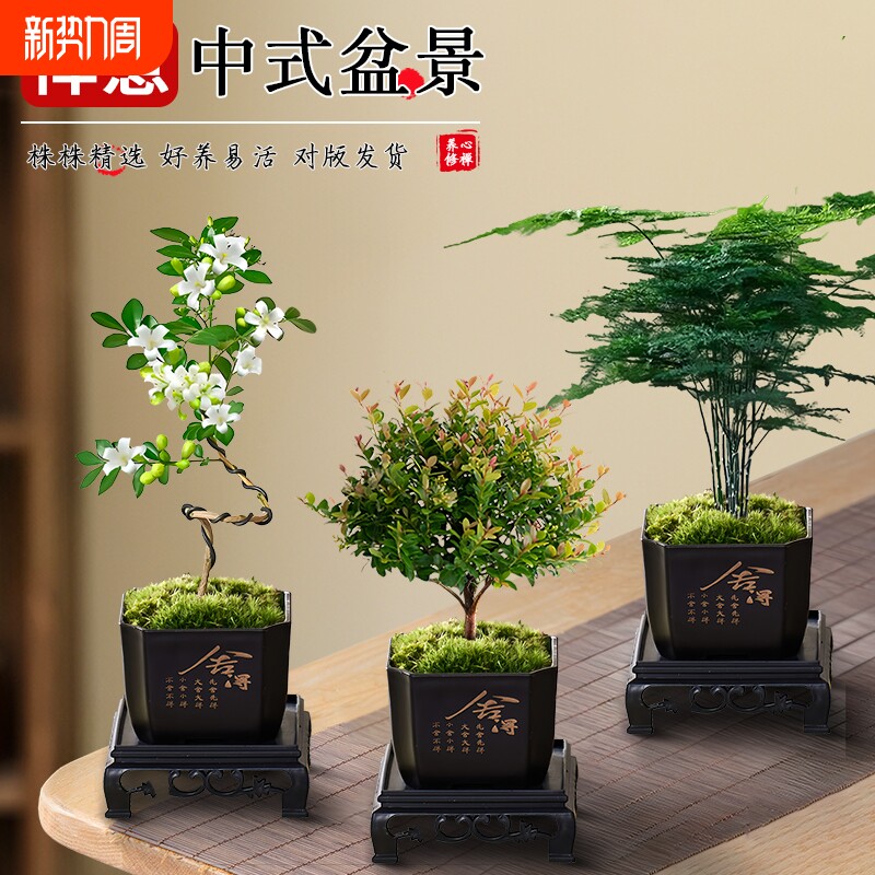 文竹九里香小叶赤楠禅意盆栽办公室桌面植物小盆景绿植花卉摆件