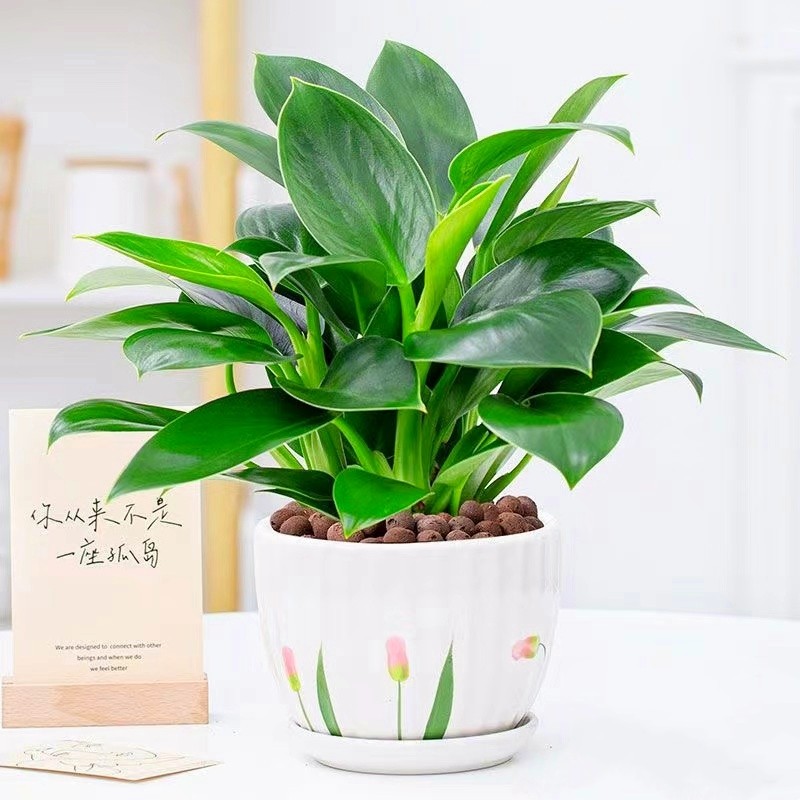 大叶绿公主金钻盆栽室内水培花卉吸甲醛好养绿萝四季常青植物客厅