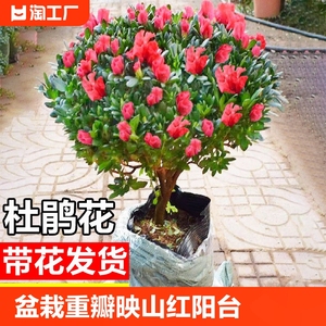 杜鹃花盆栽重瓣映山红带花苞阳台庭院四季开花植物室内真鲜花盆景