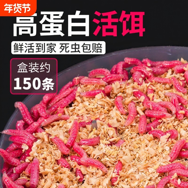 鲜活红蛆虫活饵鱼饵野钓神饵户外野钓饵料溪流河流爆护饵红曲虫,户外/登山/野营/旅行用品,活饵/谷麦饵等饵料,淘宝优惠券,粉丝福利购,淘宝优惠卷