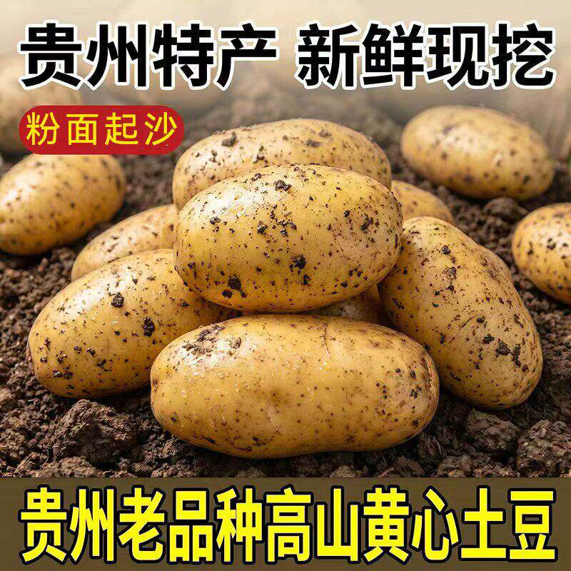 贵州毕节威宁黄心米拉洋芋高山老品种马铃薯农家新鲜土豆薯条当季