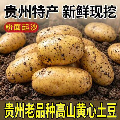 贵州毕节威宁黄心米拉洋芋