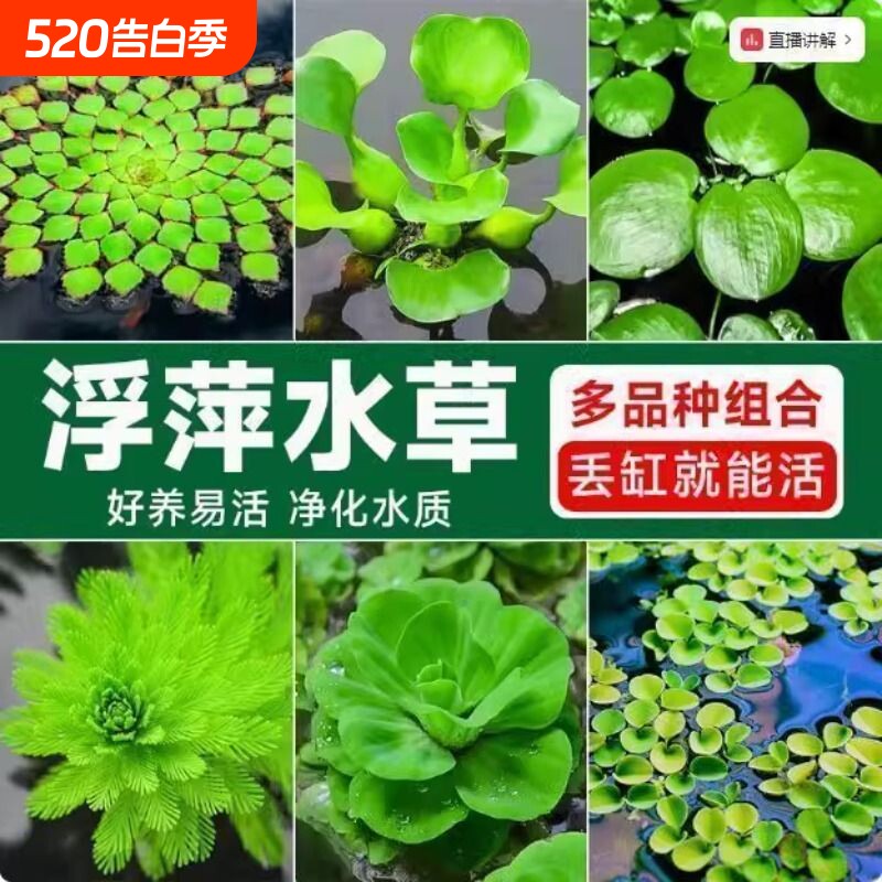 鱼缸浮萍水草真草养鱼乌龟晒台植物净化水质增氧水族造景组合沉底