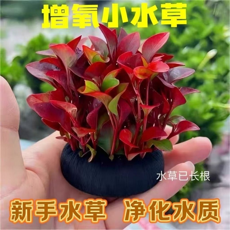 水罗兰坨草营养底座红波鱼缸躲避沉底造景阴性中后景红色水草水质