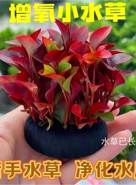 水罗兰坨草底座红波鱼缸躲避沉底造景阴性中后景红色水草水质增氧