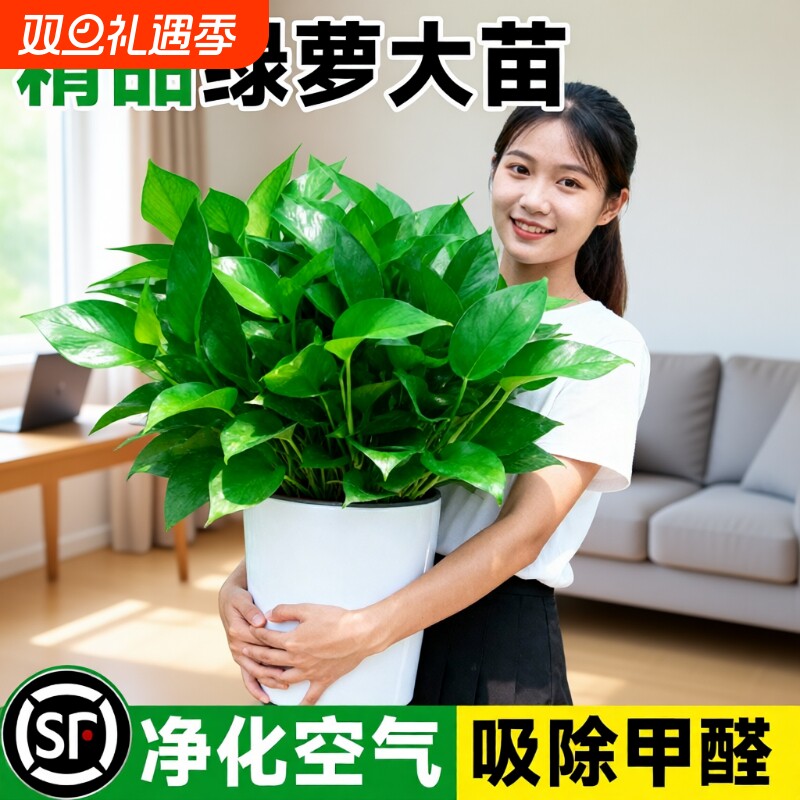 绿萝盆栽室内长藤大叶绿植客厅水培植物特大号办公室净化空气植物