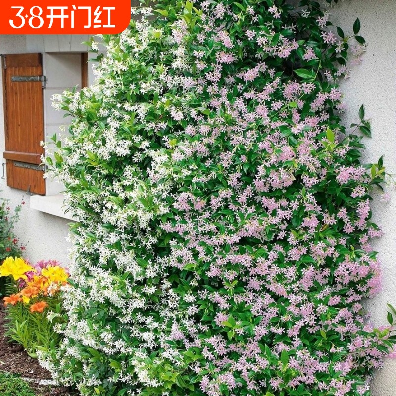 风车茉莉盆栽大苗络石藤垂丝爬藤花卉耐寒阳台绿植物四季开花庭院