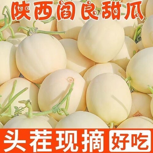 陕西正宗当季现摘阎良甜瓜新鲜水果当季白皮香瓜脆甜蜜瓜特价