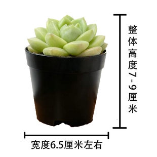 多肉植物室内小盆栽大颗好养绿植物花卉室内外易存活
