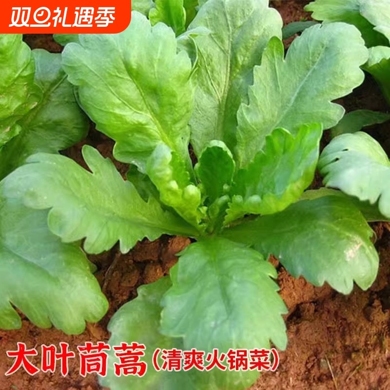 小青菜香茼蒿种籽四季菜籽青菜种蔬菜春季秋冬菜种籽种子中叶麦菜