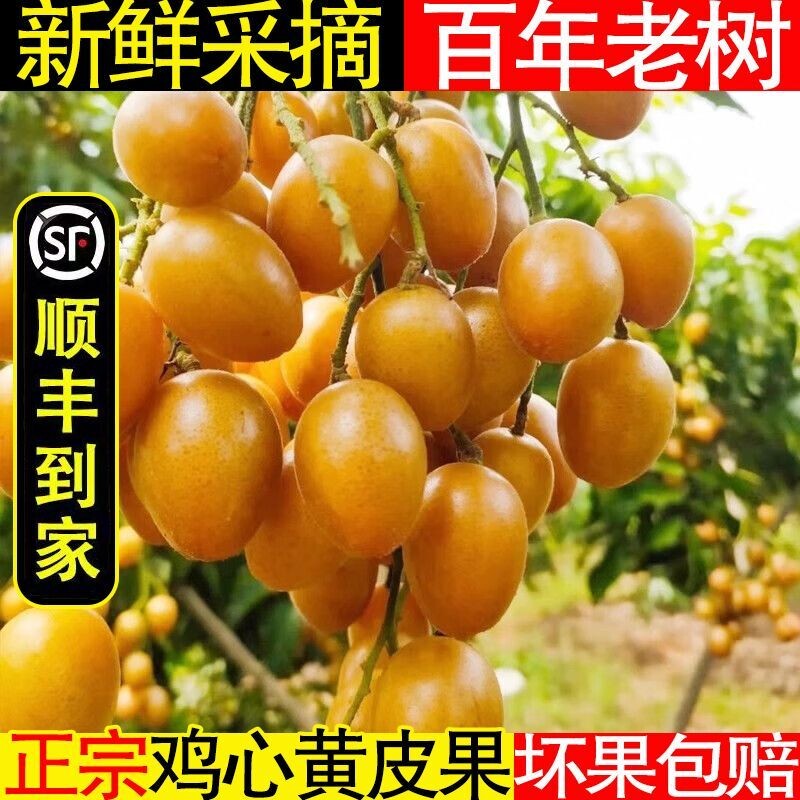 【顺丰包邮】鸡心正宗黄皮果树上熟孕妇整箱酸甜新鲜现摘当季现发