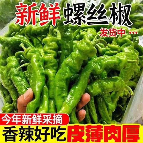 【香辣螺丝椒】辣椒新鲜现摘正宗皱皮薄皮蔬菜辣椒大果批发