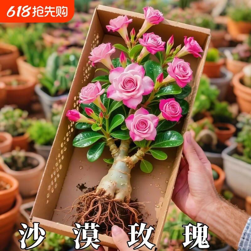 重瓣沙漠玫瑰老桩花苗阳台庭院四季不断开 花好养绿植盆栽多肉