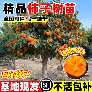 无核脆甜柿子树果苗庭院果树特大号嫁接盆栽矮化耐寒火晶柿子树苗