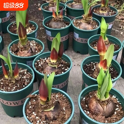 花园朱顶红种球植物超大花荷兰进口好养活重瓣开花浓香