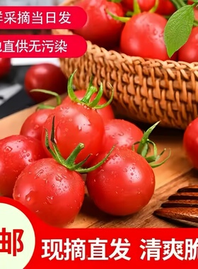 圣女果红色贝贝新鲜小番茄西红柿现摘水果蔬菜自然熟清甜当日瓜果