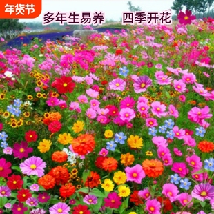 波斯菊花种子凤仙花种籽子四季播种开花野花组合籽庭院太阳花重瓣