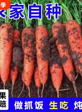 正宗山东胡萝卜新鲜现挖生吃脆甜农家自种可生食5斤当季抓饭