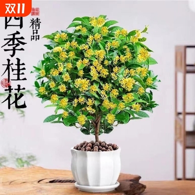 【新品上市】嫁接耐寒浓香桂花月月桂四季桂丹桂金桂盆栽阳台树苗