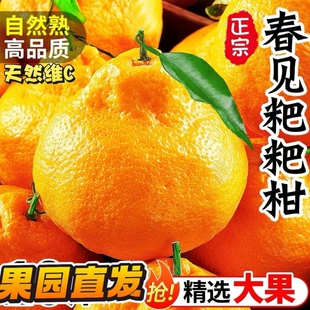 平晏果园四川春见耙耙柑新鲜水果橘子粑粑柑彩箱礼盒装年货节送达