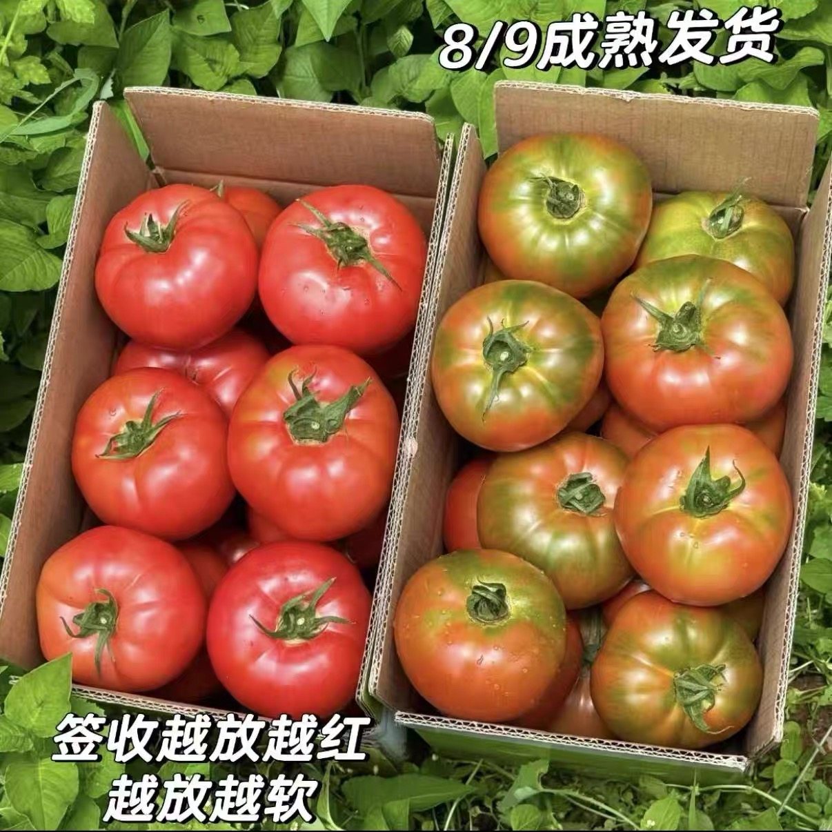 【顺丰包邮】正宗自然熟沙瓤西红柿新鲜生吃水果番茄当季新鲜蔬菜,水产肉类/新鲜蔬果/熟食,番茄,淘宝优惠券,粉丝福利购,淘宝优惠卷