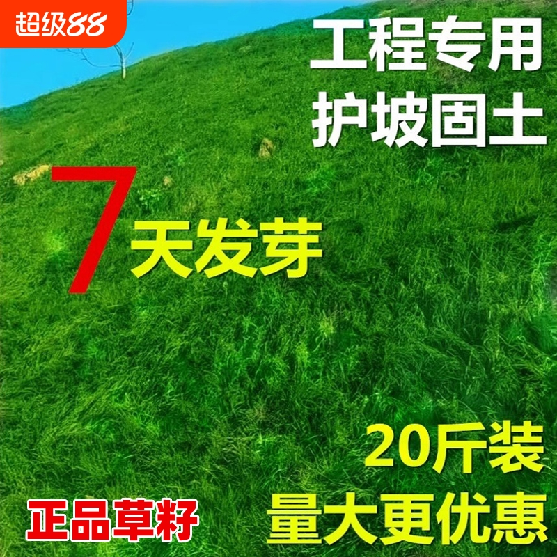 护坡固土草坪草籽四季常青绿化草种子耐寒狗牙根草种黑麦草高羊茅