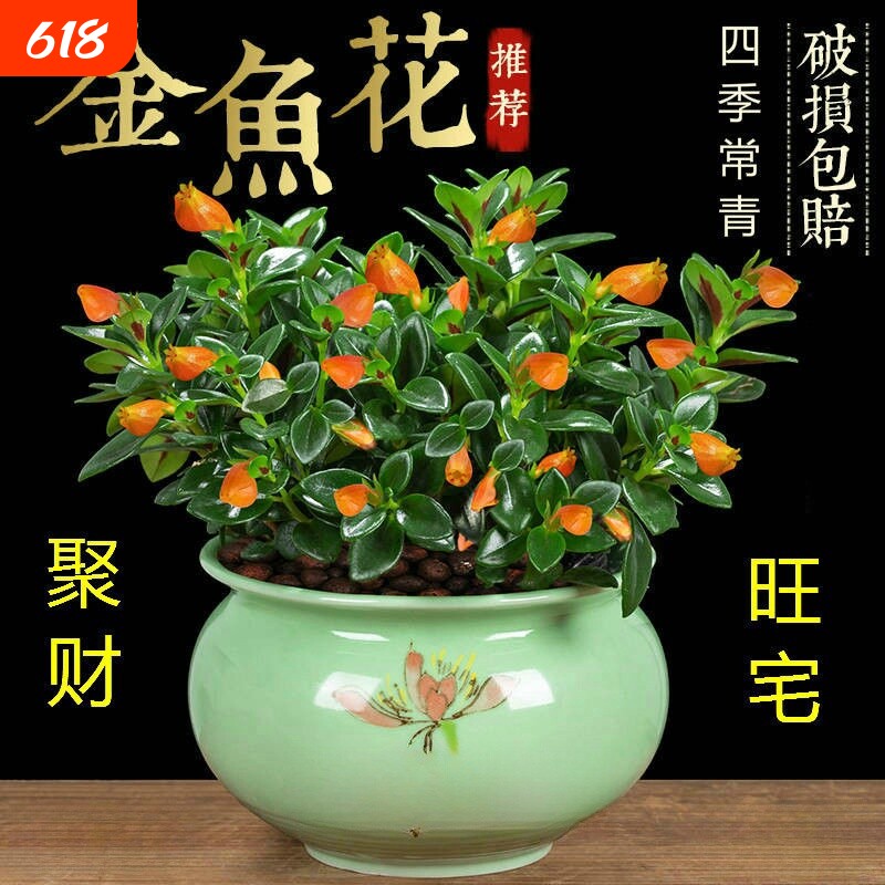 四季常青金鱼花吊兰盆栽室内绿植花卉多肉植物发财树好养易活客厅
