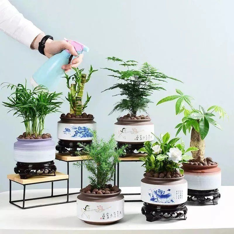 栀子花盆栽花卉植物室内办公桌面绿植吊兰富贵竹水培好养多肉植物