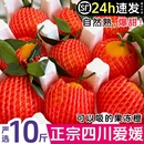 SVIP正宗四川爱媛38号果冻橙新鲜水果手剥橙子10斤大果整箱 包邮