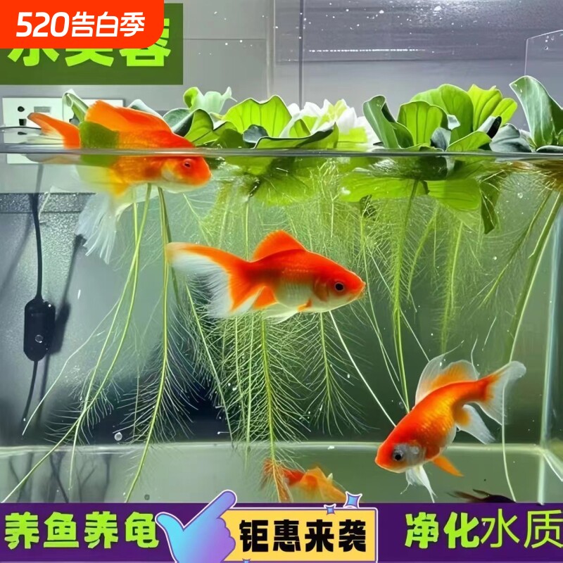 水芙蓉浮萍水草植物鱼缸造景专用和鱼龟共养净化水质绿植懒人淡水
