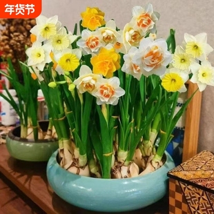 清仓处理冬季水仙花水培四季开花浓香型盆栽耐寒植物室内绿植