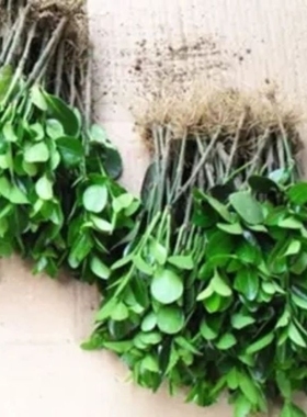 四季常青冬青苗万年青室外树苗木庭院法国冬青苗绿化苗围墙绿篱