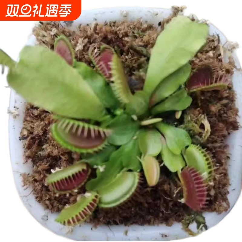 捕蝇草栽好发货盆栽食虫植物驱蚊草苗多肉植物猪笼草花