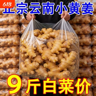 正宗云南小黄姜老姜批发包邮高山现挖辛辣生姜农家自种土姜新鲜