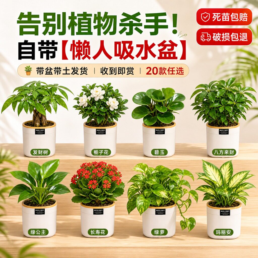 栀子花桌面绿植发财树盆栽小绿植图片