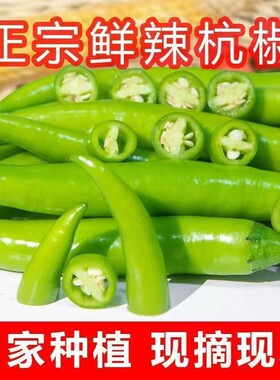 新鲜杭椒小青椒青皮尖椒辣椒时令蔬菜农家自种小线椒包邮现摘