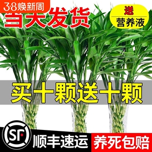富贵竹水培植物客厅招财花卉绿植室内盆栽观音竹带根节节高发财竹