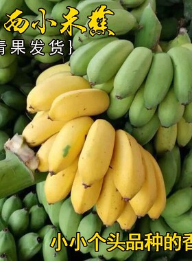 广西正宗小米蕉新鲜甜糯香甜当季水果小香蕉皇帝蕉芭蕉