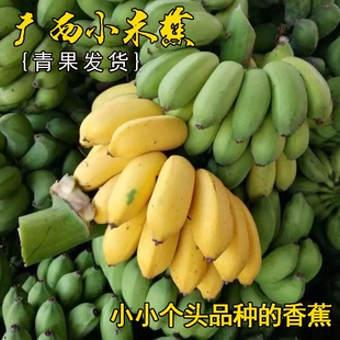 广西正宗小米蕉新鲜甜糯香甜当季水果小香蕉皇帝蕉芭蕉