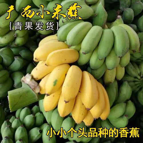 广西正宗小米蕉新鲜甜糯香甜当季水果小香蕉皇帝蕉芭蕉