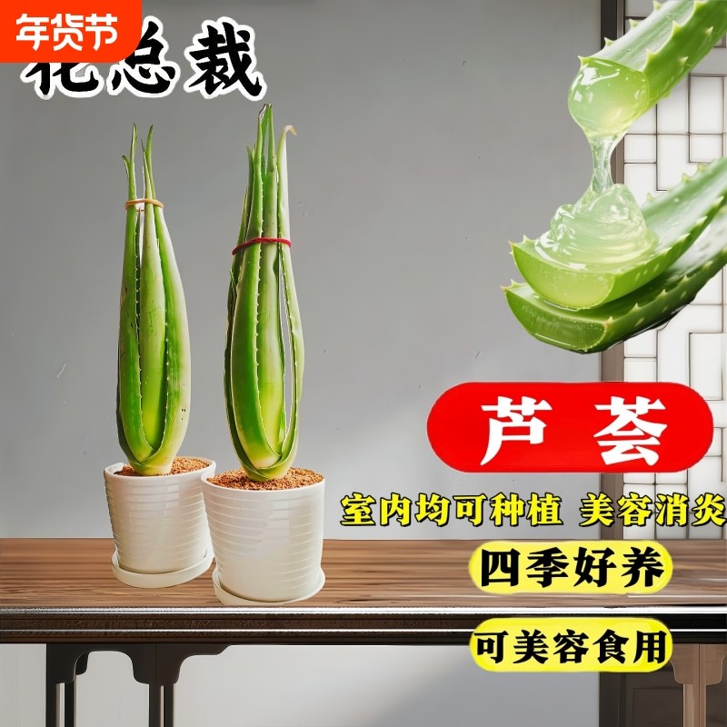 芦荟盆栽植物库拉索美容可食用室内净化空气阳台客厅好养老桩耐阴,鲜花速递/花卉仿真/绿植园艺,多肉植物,淘宝优惠券,粉丝福利购,淘宝优惠卷