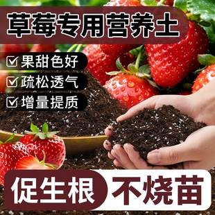 草莓专用营养土瓜果树通用土壤草莓盆栽种植土阳台有机土肥料批发