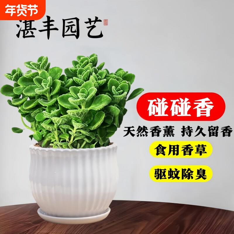 碰碰香盆栽植物室内迷你桌面办公室小绿植一抹香可食用客厅办公桌